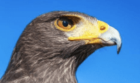 Hawk