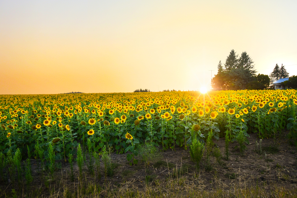 Wealth in Rural Areas